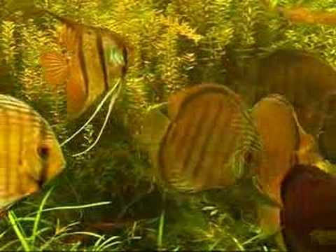discus