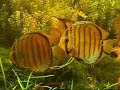 green discus (wild) and angelfish
