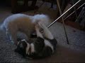Bella Vs. Cookie