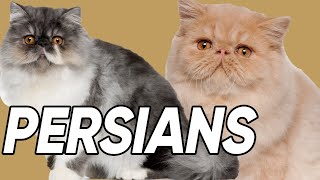 6 Spectacular Facts About Persian Cats