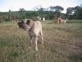 videos de Amazing Karapınar dog BORA