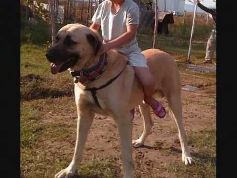 kangal dog - The Best DOG in the world , The Big DOG in the world , King of the dog's.