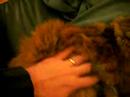My cat has nice fur My cat has nice fur