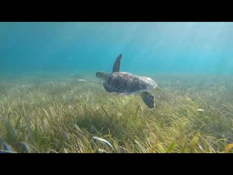 plongée snorkeling Cancun Mexique tortue raies barracuda pieuvre, turtle octopus, ray