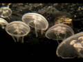 Moon Jellies - An Underwater Wonder In The Oceans