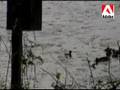 Hooded Merganser Family's First Day Out (Extended version)