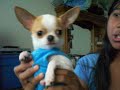Teacup Chihuahua with Attitude Teacup Chihuahua with Attitude