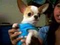 Teacup Chihuahua with Attitude - YouTube