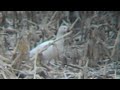 Ross's Goose X Lesser Snow Goose