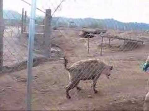 hyena