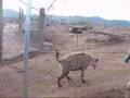 Hyenas Laughing
