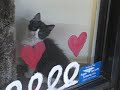 New kittens At Cat Adoption Agency