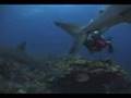 Protect the Sharks