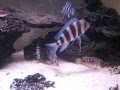 Altolamprologus Calvus Black CONGO