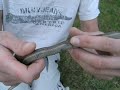Herping Alberta Herping Alberta