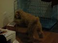 ?? beany boy retrieved ball from kleenex box ?? beany boy retrieved ball from kleenex box