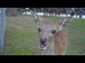 奈良公園の子鹿に、鹿せんべいをあげてみました。