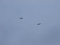 Eagles Attack Bear in Denali, Alaska (2 of 2)
