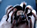 Brachypelma Boehmei High Rez Close Up Brachypelma Boehmei High Rez Close Up