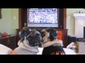 Giants Baseball Rally Pugs