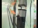 Polly - Clean tank