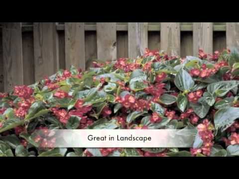 how to fertilize begonias