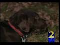 Blind dog rescued from fire