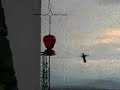 colibri por amamichi