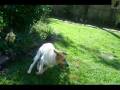 videos de Stryker