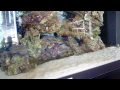 videos de Aquarium Diary - Entry Five