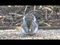 Wildlife Files February 2012