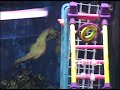 Hippocampus erectus Mating