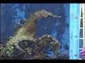Hippocampus erectus Mating