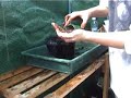 Runner beans and coriander - Claire\