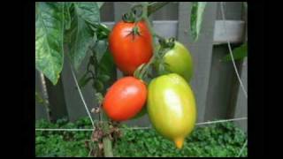 Tomato time lapse