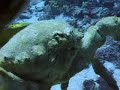 Crab Attack