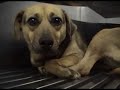Tierversuche f�r \"gutes Schnappi Bappi\"