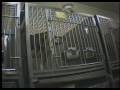 Tierversuche für gutes Schnappi Bappi