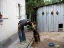 Dorin and wolf