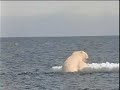Global Warming Polar Bear Message From Save The Earth