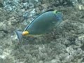 Snorkeling on Maui