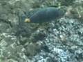 Snorkeling on Maui