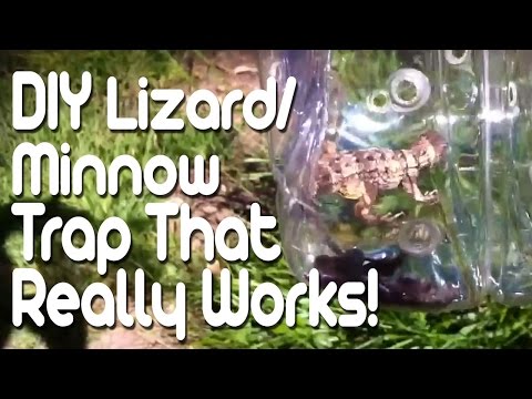 how to get rid of lizards in d'house