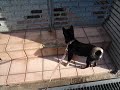 黒豆柴まめすけ　朝から吠えられる