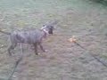 hannah and the sprinkler 2