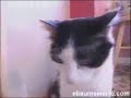 Hard Metal Cat