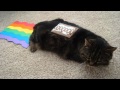 IRL NYAN TROLL