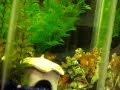 2nu, Why.  with the Community Fish aqaurium