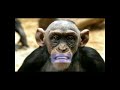 The Happy Birthday Monkey