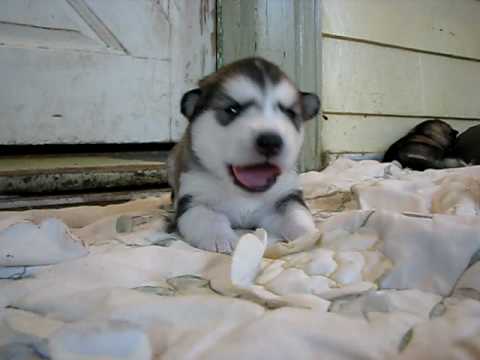 alaskan malamute